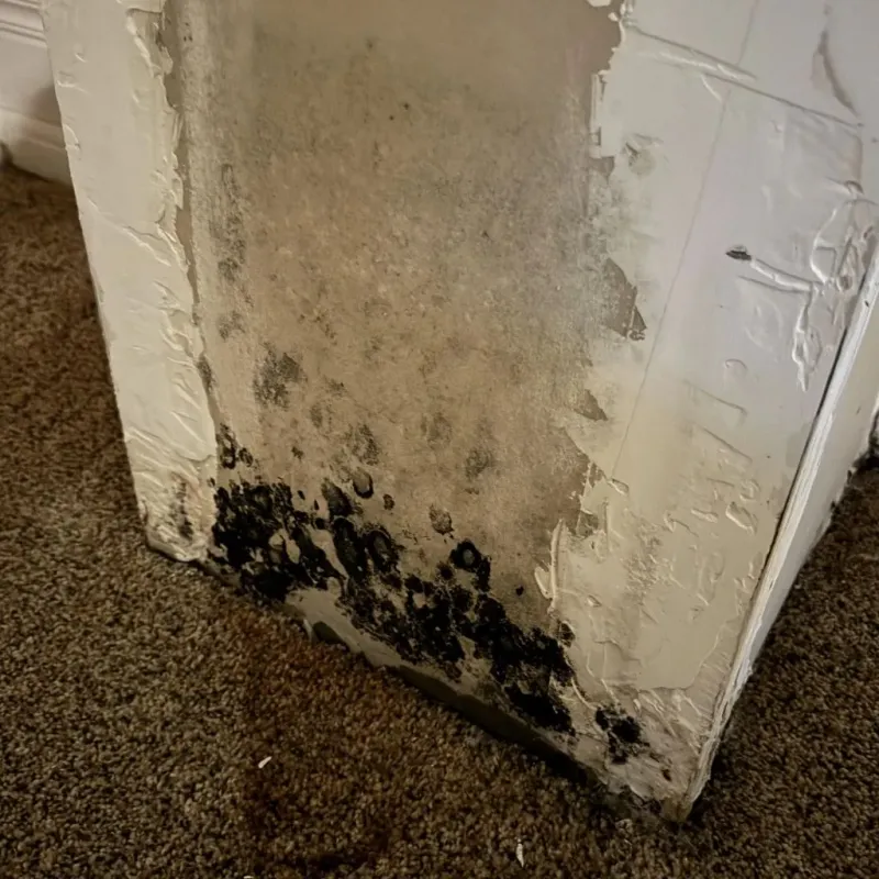 Professional Mold Removal in Nettleton, MS